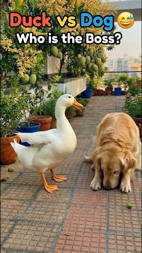 Duck vs Dog 😅Who is the Boss? l #shorts #shortsvideo #trendingshorts #ytshort #viralvideo