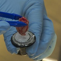 Receptor Autoradiography Protocol for the Localized Visualization of Angiotensin II Receptors