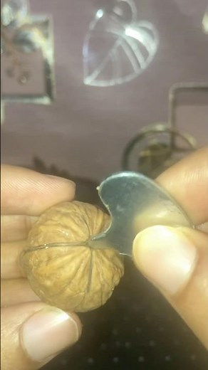 How To Crack Red Walnut Shell With Nut Key