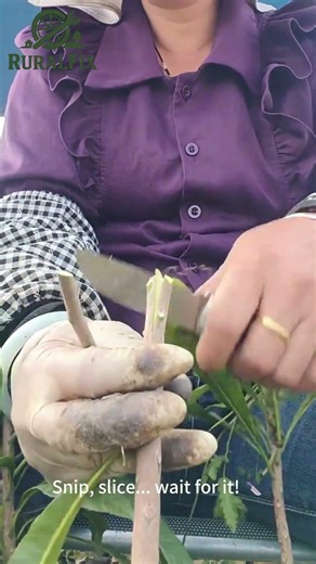 Plant Surgery?! 🤯 The Ultimate DIY Tree Hack! #grafting #nature #plants