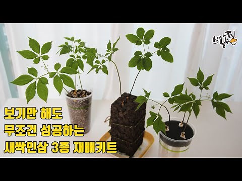 새싹인삼 재배방법 새싹삼 수경재배 3종키트 재배법