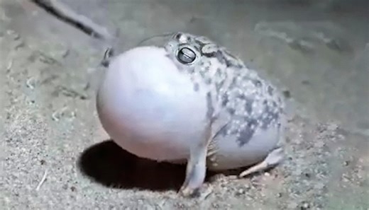 Why this frog’s harmless sound hides a dangerous survival strategy