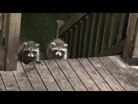 BABY RACCOONS ARRIVE SATURDAY