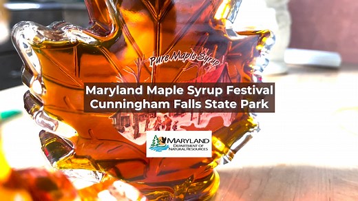 STARTS THIS WEEKEND: Maple Syrup Festival - March 8, 9, 15 and 16 at Cunningham Falls State Park from 10 a.m. to 2 p.m. Stop by the Sugar Shack and learn about how maple sap becomes maple syrup, enjoy a pancake and sausage breakfast, or delicious apple slices with fresh maple syrup. | Maryland Department of Natural Resources
