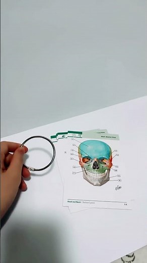 A Medical Student’s Flash Card Collection - The Netter’s Anatomy Flash Cards