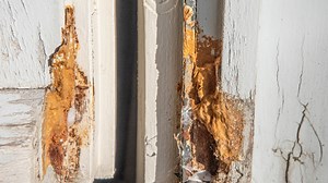 Everything You Need to Know About Poria, the 'House-Eating' Fungus