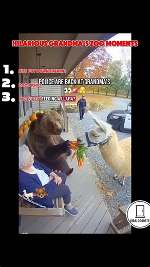 FULL TOP 10 GRANDMAS ZOO MOMENTS IN COMMENTS! 🚨 What is your favorite one?! ⬇️ 👀🐻🦙🦜👵🥰 Everyone loved top 10 Benny & grandma moments, now she has a “whole zoo” 🤣😱 #grandma #animals #bear #trending #police #funny | Viraldoorstep