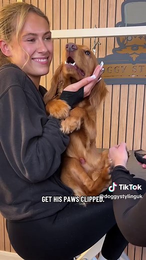 A Day in the Life of Woody the Working Cocker Spaniel