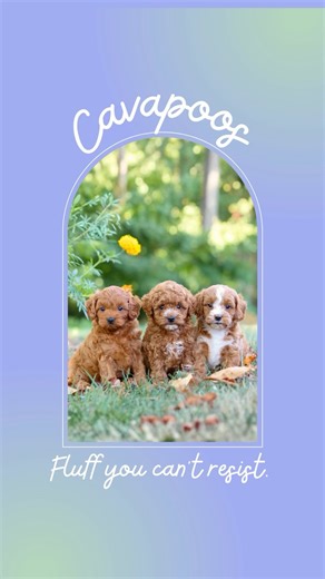 My Pup Central on Instagram: "Cavapoos= Fluff You Can’t Resist♥️ . . . #mypupcentral #puppiesofig #puppyoftheday #cutepuppies #puppylove #puppies #puppy #dogs #fluffypuppy #cavapoos #cavapooworld #cavapoopuppy #cavapoolife"
