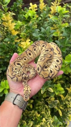 Sapphire Ball Python PROJECT!! #ballpythons #reptiles #sapphire ‪@labrinth‬