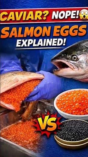 Shocking Facts about Salmon!😱