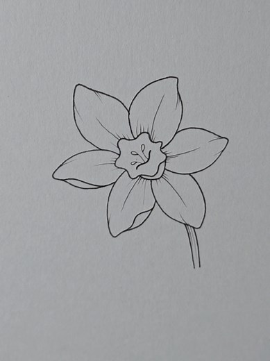 Lily Flower Drawing: A Step-by-Step Guide