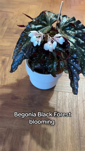 I’ve not seen a begonia bloom before! How stinking cute is she #begonia #houseplants #plants #plantlover #bloom