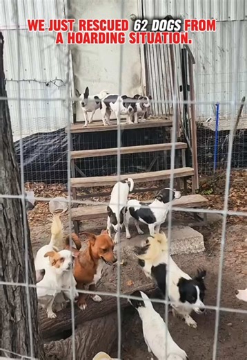 🌴TAMPA, FL— 62 dogs. One hoarding situation. And now they’re safe. 🤍 But the reality is… saying yes to 62 dogs means we urgently need help. Many of these dogs have never known normal life. They need time to decompress, medical care, and safe places to land while they begin their journey to forever homes. We desperately need FOSTERS, donations, and support right now. Every foster home opens the door for another life to be saved. ❤️‍🩹 ‼️If you’ve ever thought about fostering, NOW IS THE TIME. ‼