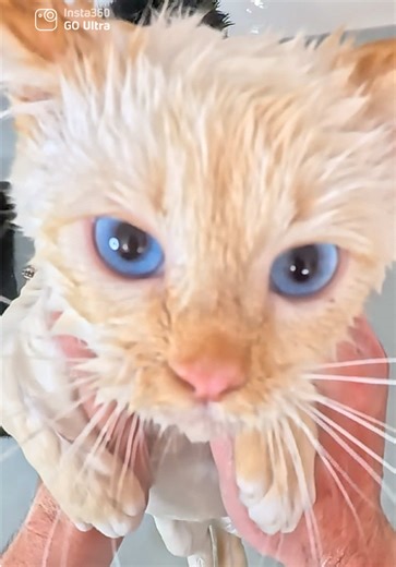 Filming Cats with GO Ultra POV Cam