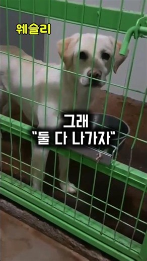 짖는다고 고무줄에 칭칭.. 학대받던 리트리버의 기적#강아지구조#리트리버레스큐#견생역전