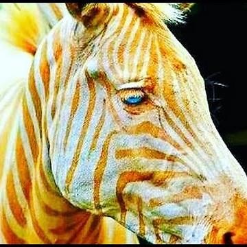 !THE LAST LIVING GOLDEN ZEBRA ON EARTH!