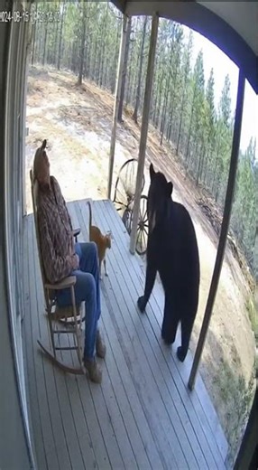 Brave cat saves man from dangerous bear attack (caught on CCTV) #bravecat #funnycats