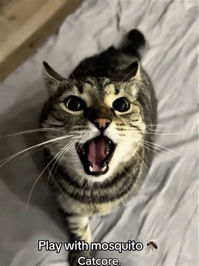 Hilarious Cat Falls into Water