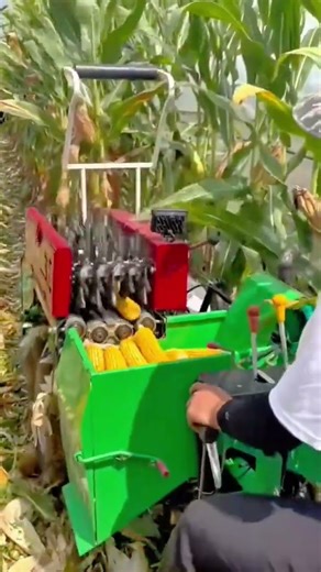 Harvesting Fresh Corn Efficiently Using A High Tech Mini Agricultural Combine Harvester Machine