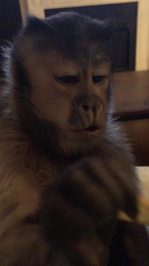 Delicious Chicken Wing and Hot Dog Recipe