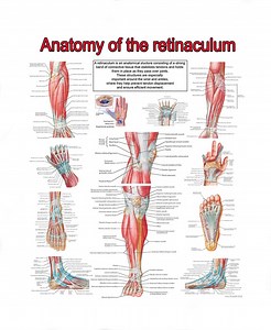 Retinacula Across the Body: an Anatomical Overview Poster | Ready to Print PDF FILE - Etsy