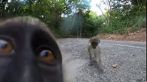 Brought to St. Kitts and Nevis by the French in the 17th century, these curious Green Vervet monkeys now call the Federation home. They can be seen roaming the golf course enjoying the fruits, or just playing in the trees. The best time to see them is in the late evening, just before sunset, or in the early morning when the day is cool. #FSNevis #GreenVervetMonkey #infiniteperfectplaces #oneperfectparadise | Four Seasons Resort Nevis, West Indies