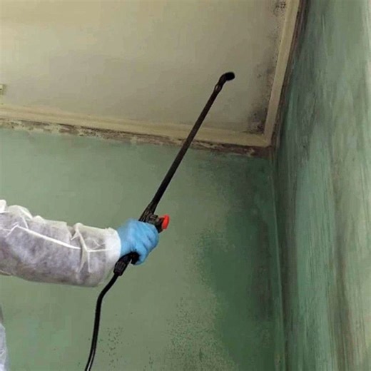 Top Mold Inspections Service: Ensuring a Safe and Healthy Home