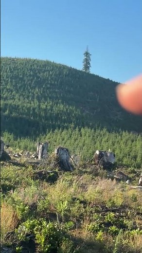 Breaking Down a Clear Cut for Summer Scouting | Deer Hunting Tips