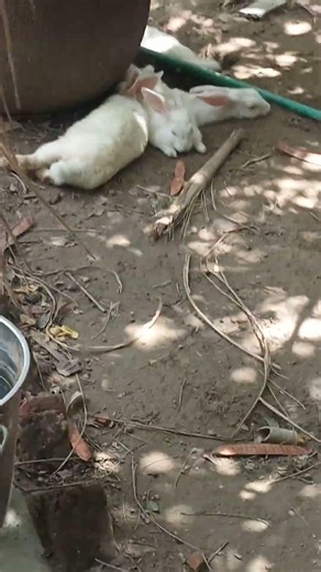 their only wish in this burning summer #rabbit #likeandsubscribe #nature #cute