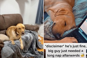 Internet Goes Wild for Labrador ‘High’ on Catnip After Stealing Treats