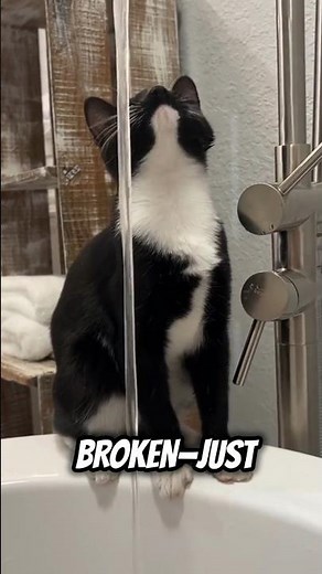 Manx Cat: The Tailless Wonder! 😍🐈😻 #cats #meow #catslivesmatter