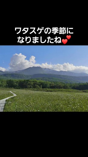 4年前の写真がでてきました～ ワタスゲ可愛いですね💕 #田代平湿原 #わたすげ #ワタスゲ #八甲田山 | Ranko Takahashi