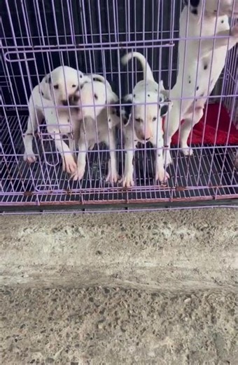 🐶 The Most Beautiful Puppies Ever! 🥰 #shorts
