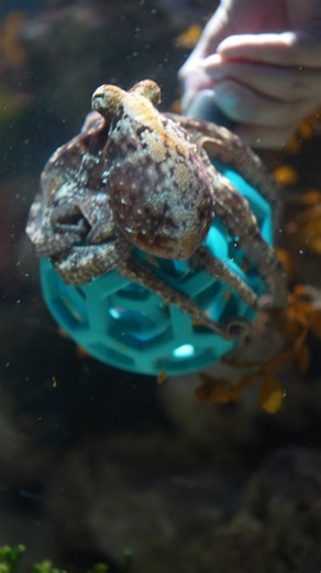 Did you know our octopus gets special enrichment? Octopuses are incredibly intelligent, and our common octopus, Sushi, needs plenty of mental stimulation while she's with us at the Aquarium! 🧠 She’s been part of our exhibit for about a month now and will stay with us for around three to four months before heading back to the ocean. 💙 #MeetSushi #TwoOceansAquarium #OctopusEnrichment #AquariumLife | Two Oceans Aquarium