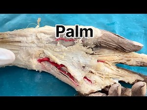 Palm - deep fascia, muscles, vessels & nerves #anatomy #doctor #dissection