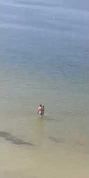 Alligator in ocean at Clearwater FL yes there in the ocean 10ft from a man & child and swims right