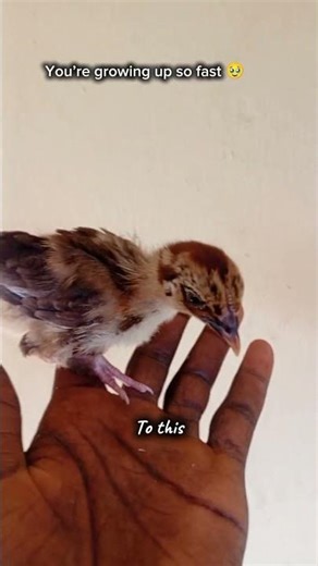 how fast my chicken grows #chickengrowth #poultryfarming #farmlife