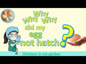Why did the chick not hatch? You can do an egg-topsy and find out - I show you what you might see.