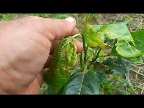 Identificacion y control de alternaria en el cultivo de maracuyá.
