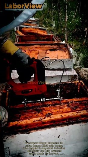 Modern Beekeeping Technology for Lifting Honey-Filled Frames #worker #process #honeyharvest
