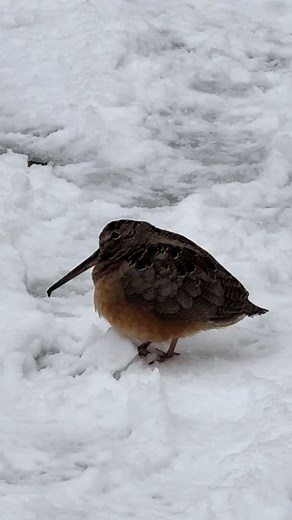 American Woodcock Dance: Captivating Bird Behavior