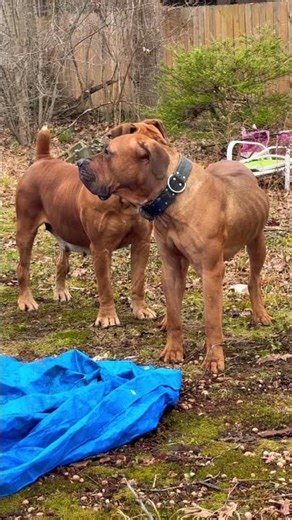 NEW BOERBOEL Boss Meets Afeni After Escaping Enclosure! #boerboels #boerboel #dogbreeds