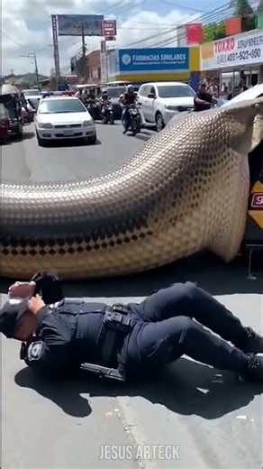 Una víbora gigante se come una patrulla