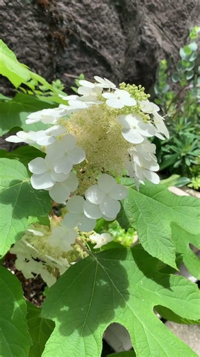 庭のカシワバアジサイが綺麗 #花 #garden #庭作業 #gardening #spring