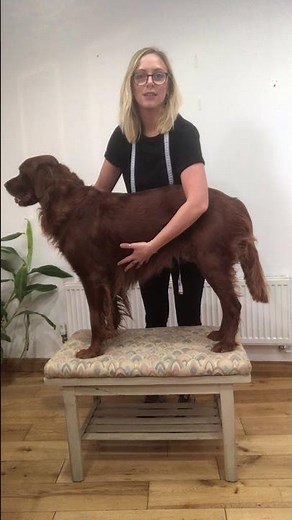 How to measure your dogs' girth