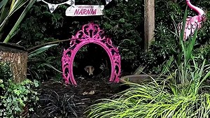 4.3K views · 1.3K reactions | Nothing stops Mrs Lumpy from munching or even getting up for that matter  not even Cinnamon being nosey 力❤️ | Mr Lumpy & Friends. | Facebook