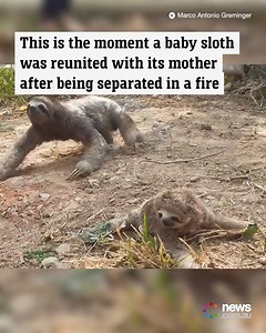 2.6M views · 225K reactions | Nothing like watching a loving mum and baby sloth being reunited in slow motion. | Jason Wood MP | Facebook