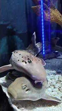 Is This the Best Aquarium in Malaysia? | Aquaria KLCC Tour