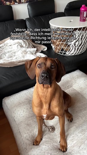 Effective Rhodesian Ridgeback Training Tips and Techniques